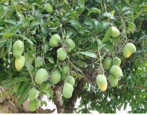 Green Kesar Mango