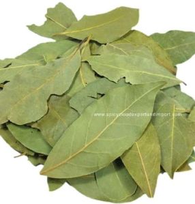 Bay Leaf