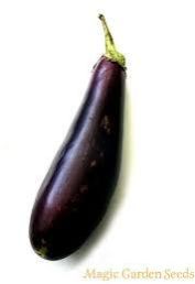 Long Eggplant