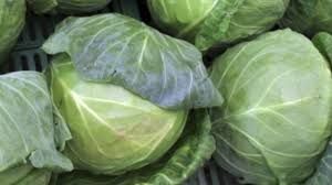 Natural Cabbage