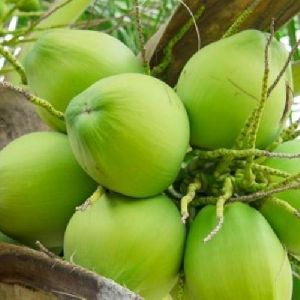 Organic Green Coconut