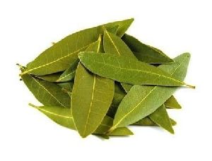 Indian Bay Leaf