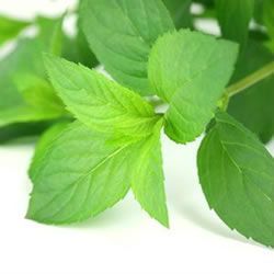 Peppermint Essential Oil