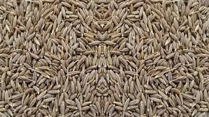 whole cumin seeds