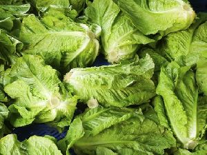 Fresh Green Lettuce