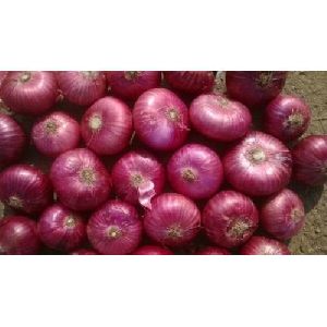 Fresh Red Onion