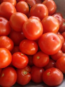 Fresh Red Tomato