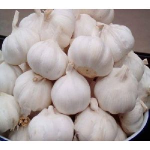 fresh whole garlic