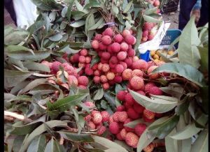 Hybrid Litchi