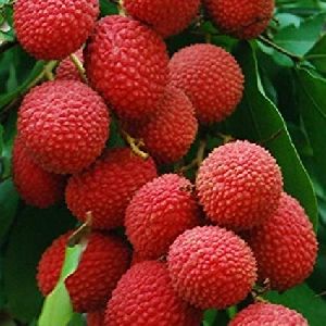 Organic Litchi