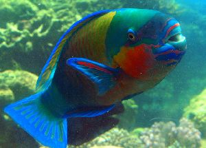 Parrot Fish