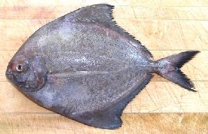 pomfrets fish black