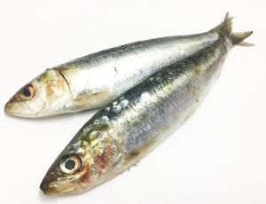 Sardine Fish