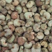 Shelled Raw Cashew Nuts