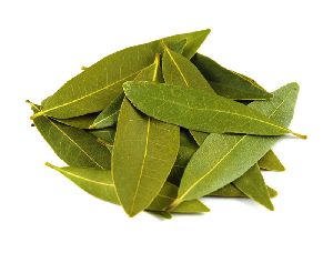 Fresh Bay Leaf