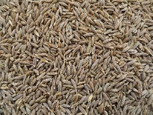 Fresh Organic Cumin Seeds