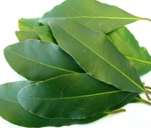 Organic Fresh Bay Leaf