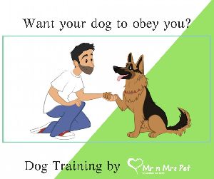 Best Dog Trainer at your Home