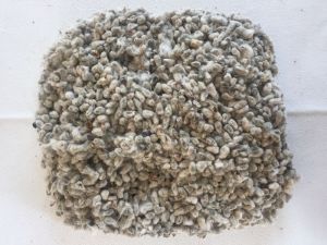 Raw Cotton Seeds