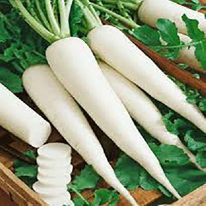 Organic Radish