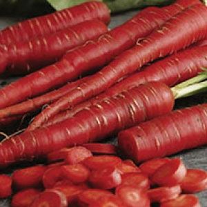 Red Carrot