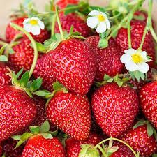 Fresh Strawberry