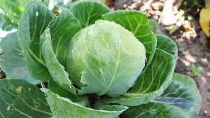 Fresh Cabbage