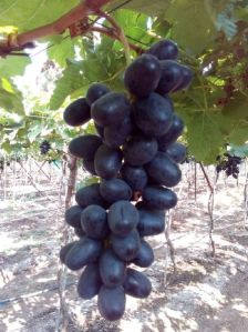 Fresh Black Grapes