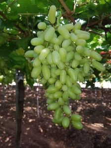 Fresh Green Grapes