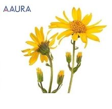 Pure Arnica Oil