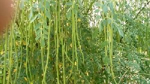 Herbal Moringa Drumstick Plant