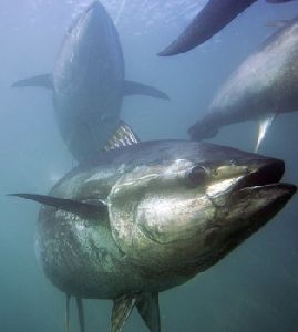 bluefin tuna fish