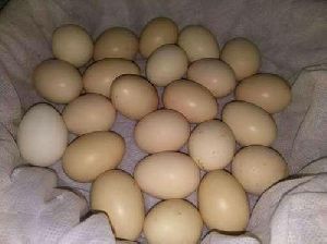 Kadaknath egg
