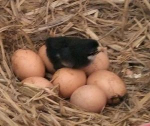 Day old Country Chicks