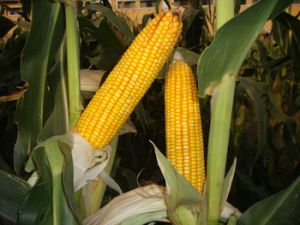 Indian Yellow Corn