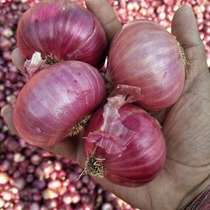 Large Red Onion