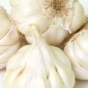 organic fresh garlic