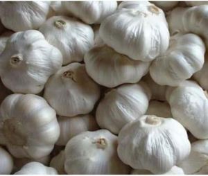 White Fresh Garlic