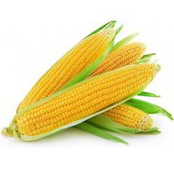 yellow sweet corn