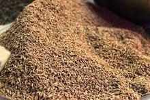 Cumin Seed