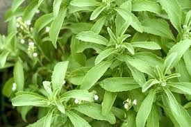 Stevia Leaves