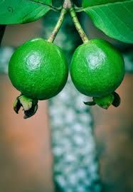 Fresh Green Guava