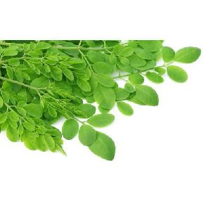 Green Moringa Leaves