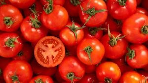 vegetable Tomato