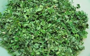 Fresh Moringa Leaves