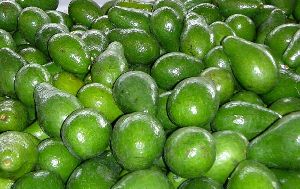 avocado fresh fruit