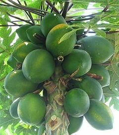 papaya fresh fruit
