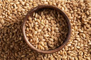 Barley Seeds