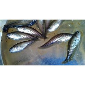 Chitol Fish Seed