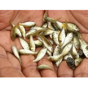 rohu fish seed